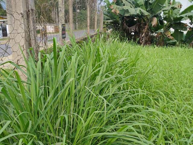 Área para Venda em Pedro de Toledo - 4